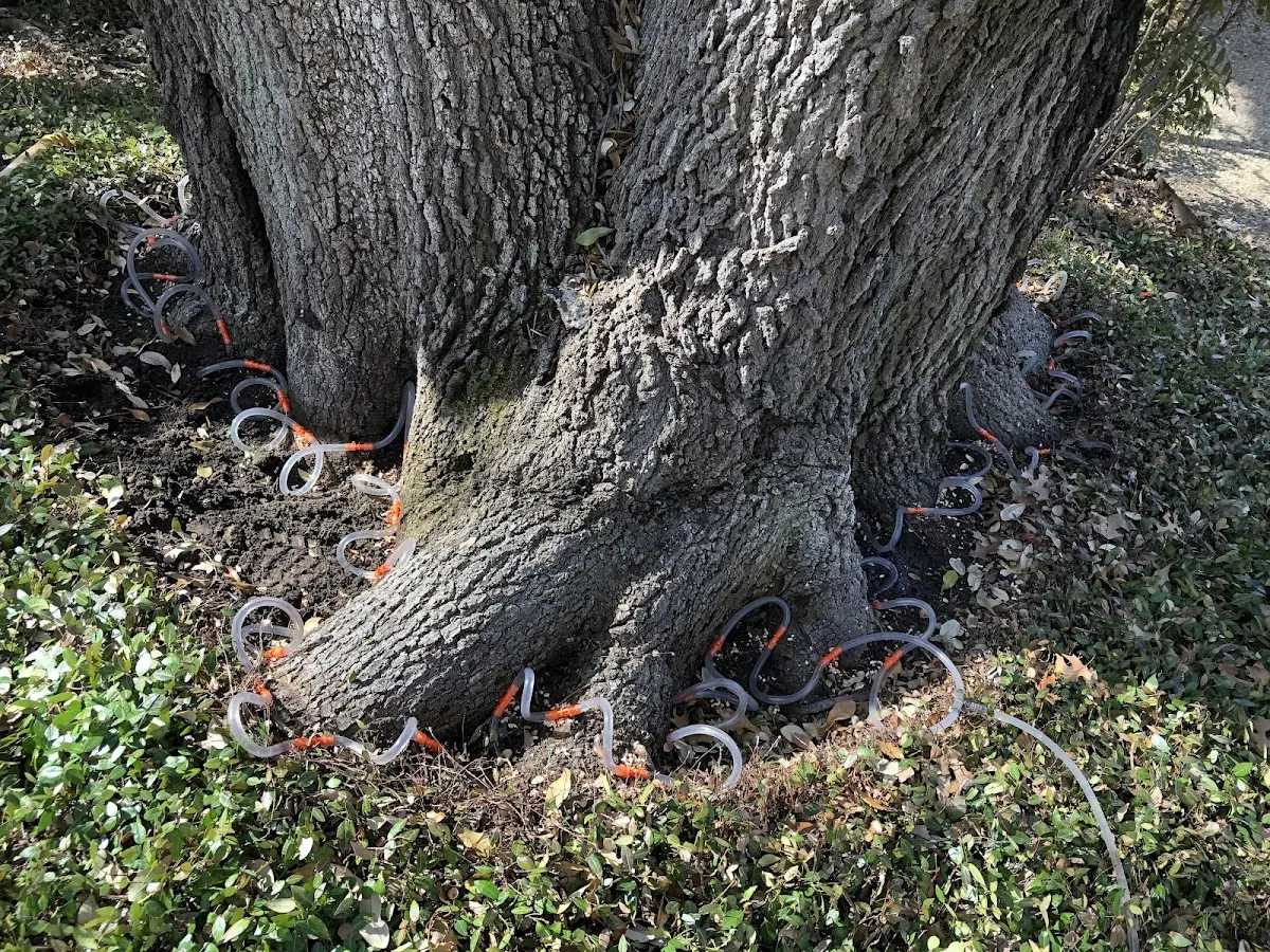Detailed Tree Cabling and Bracing job site in Wentzville