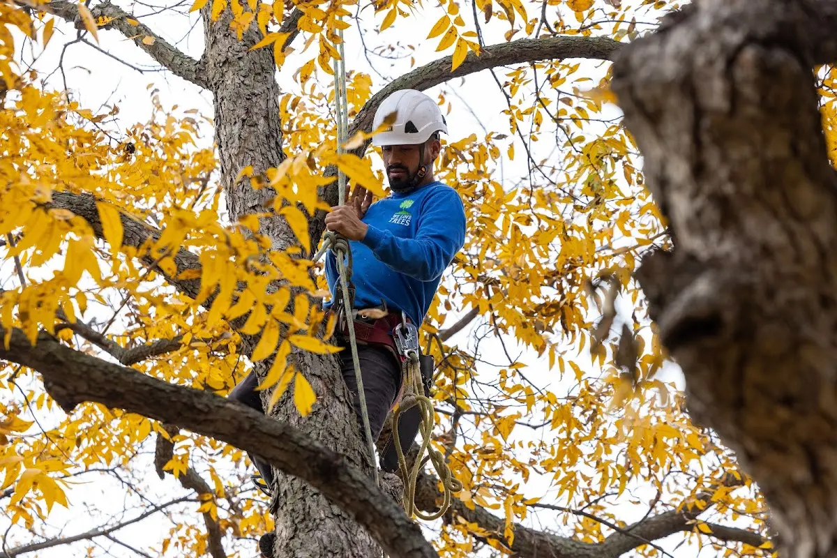 Skilled Tree Planting crew working in Wentzville
